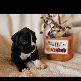 Boxer and Shih Tzu Puppies from L&L European Boxers and Shih Tzus