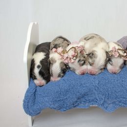 Australian Shepherd Puppies from Saddle Peak Aussies