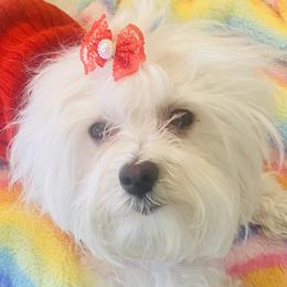 Jewel - Maltese