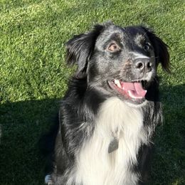 Miniature Australian Shepherds from Billings Family Mini Aussies