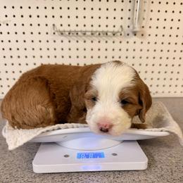 Azalea - Red female Bernedoodle puppy in Irmo, South Carolina from Palmetto Bernedoodles Boutique