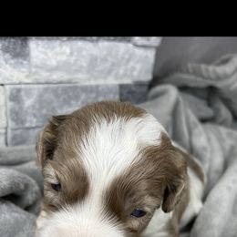 Cockapoo Puppies from Doodle Corner