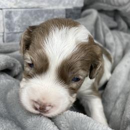 Cockapoo Puppies from Doodle Corner