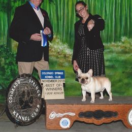 French Bulldog and Mastiff All Grown Up from Divine Mastiffs Ashlan French Bulldogs