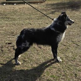 Kate - Australian Shepherd