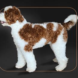 Cider - Goldendoodle