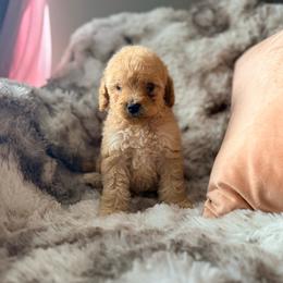Princess Daisy - Apricot female Poodle puppy in Uniondale, New York from Poodles Are Mixy