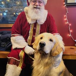 Golden Retriever All Grown Up from Beachwood Golden Retrievers
