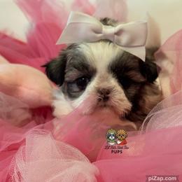 Vee - Sable and white female Shih Tzu puppy in Walkertown, North Carolina from Lil’ Bit’s Shih Tzu