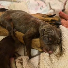 Doberman Pinscher Puppies from Stand Alone European Dobermans