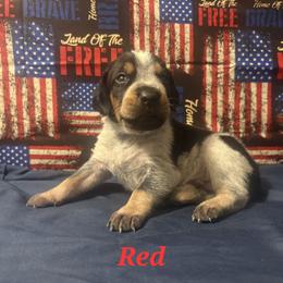 Sammy - Blue ticked and tan male Bluetick Coonhound puppy in Mount Pleasant, Texas from Harmons Hounds