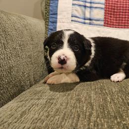 Nellie - Black and white female Border Collie puppy in Caledonia, Michigan from Magnolia Acres