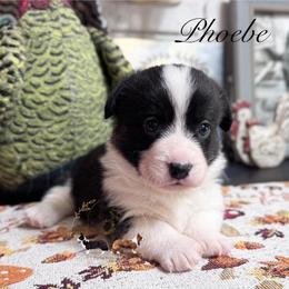 Phoebe - Black and white female Cardigan Welsh Corgi puppy in Casper, Wyoming from Flying Note Shorties