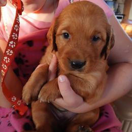 Red - Dark golden female Golden Retriever puppy in Lanesboro, Minnesota from Eagle Ridge Golden Retrievers