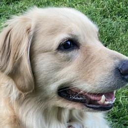 Golden Retrievers from Goldilocks Golden Retrievers