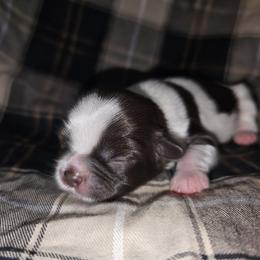 ASPEN - Chocolate male Shih Tzu puppy in Los Banos And Bay Area, California from Shantii's Shih Tzu's
