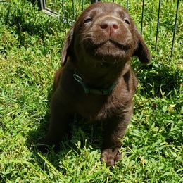 Labrador Retriever Puppies from Rick's Retrievers