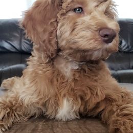 Goldendoodle Puppies from Penny Doodles