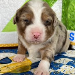 STITCH - Red merle Miniature Australian Shepherd puppy in Elgin, Illinois from Beaman Aussie Pride