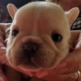 French Bulldog Puppies from Holly Womer