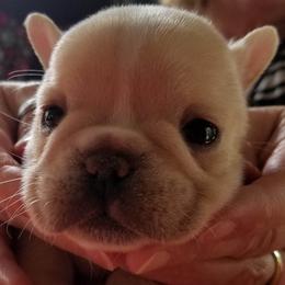 French Bulldog Puppies from Holly Womer