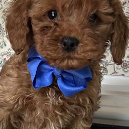Lester - Red  male Goldendoodle puppy in Mint Hill, North Carolina from DoodleForever