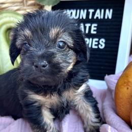 Otis - Black and gold male Shorkie puppy in Charleston, West Virginia from Mountain State Puppies