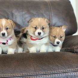 Pembroke Welsh Corgi Puppies from Nunas Corgis