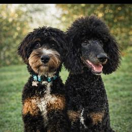 Bernedoodle puppies from Kerr Kanine Ranch