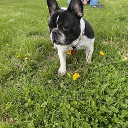 French Bulldog All Grown Up from Migos Frenchies