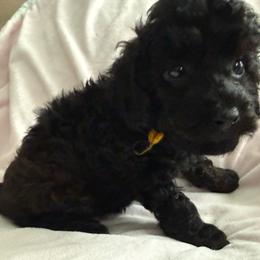 Akc female yellow ribbon - Phantom female Poodle puppy in Dade City, Florida from Oodles of poodles LLC.