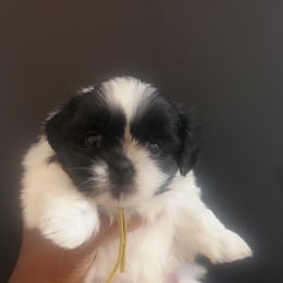Rain yellow collar - Black and white female Shih Tzu puppy in Severn, Maryland from Maryland Shih Tzus