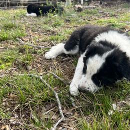 Border Collie Puppies from Roaring River Border Collies