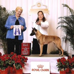 Gogo - Belgian Malinois
