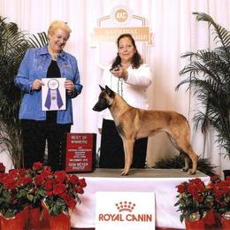 Gogo - Belgian Malinois