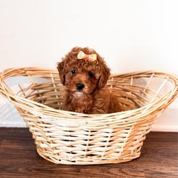 Bunny - Red  female Poodle puppy in Kissimmee, Florida from Poodle Doodle Kennels