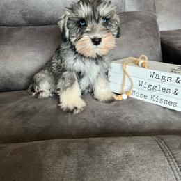 Frankie - Salt and pepper male Miniature Schnauzer puppy in Stuart, Iowa from Johnson Family Paws