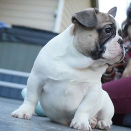 Boy 2 - Fawn and white French Bulldog puppy in Washington from Pawcific Coast Bullies