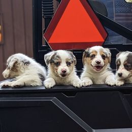 American Corgis and Pembroke Welsh Corgis from Whisper Lane Corgis
