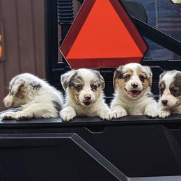 American Corgis and Pembroke Welsh Corgis from Whisper Lane Corgis