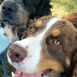English Springer Spaniels from Rebels Ridgeview Acres
