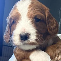 Stone - Red  male Goldendoodle puppy in Knoxville, Tennessee from Graystone Doodles