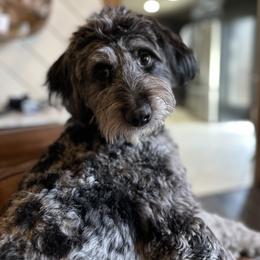 Jessie - Aussiedoodle