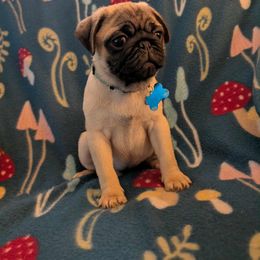 Pug Puppies from Lisa's Pugalicious Pugs