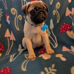 Pug Puppies from Lisa's Pugalicious Pugs