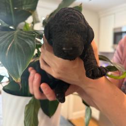 Boy 2 - Black male Poodle puppy in Walpole, Massachusetts from Harborstone Poodles and Terriers