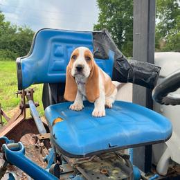 Gracie - Lemon and white female Basset Hound puppy in Hurtsboro, Alabama from PARK’s Family Farm