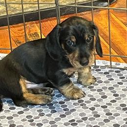 Blue - Black and tan male Dachshund puppy in Stevensville, Montana from LynnHaven Ranch Dachshunds