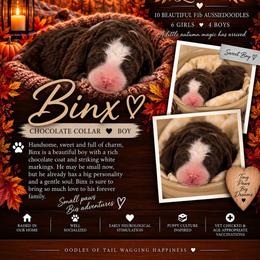 Binx - Brown and white male Aussiedoodle puppy in Taylor, Missouri from Pawsitively Doodles