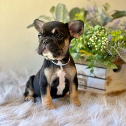 French Bulldog Puppies from Shining K Ranch